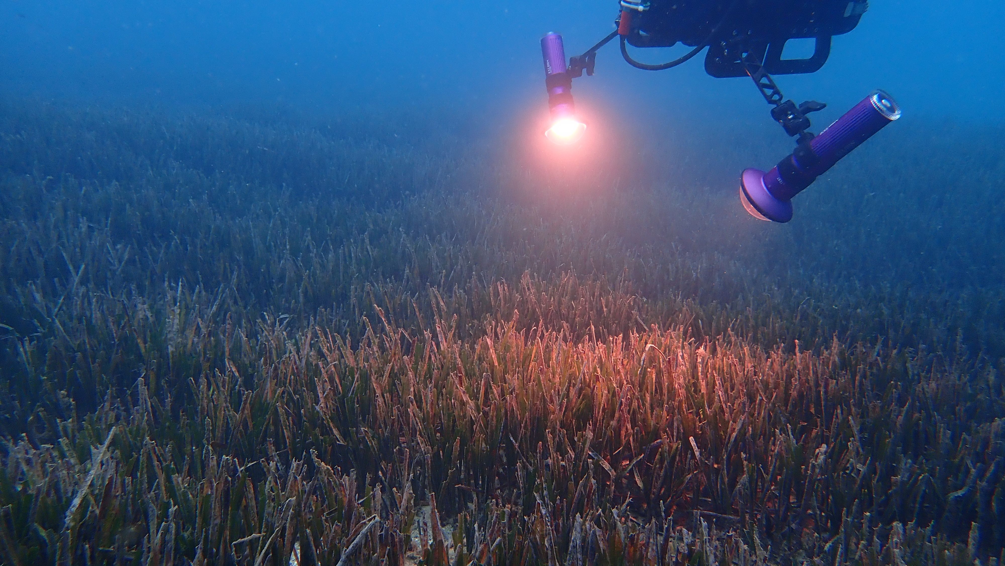 DiveRay mapping seagrass in Nice, France.